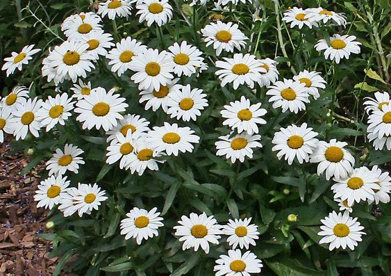 Leucanthemum x superbum 'Snowcap' — photo 1