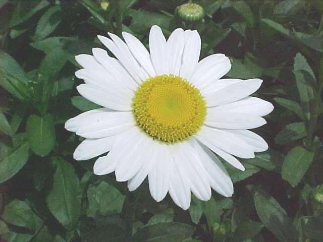 Leucanthemum x superbum 'Becky' — photo 1