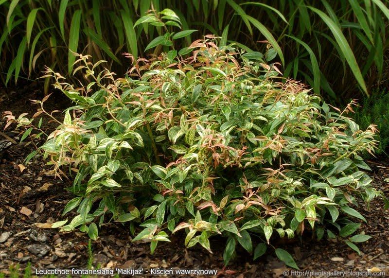 Leucothoe fontanesiana Nana — photo 1
