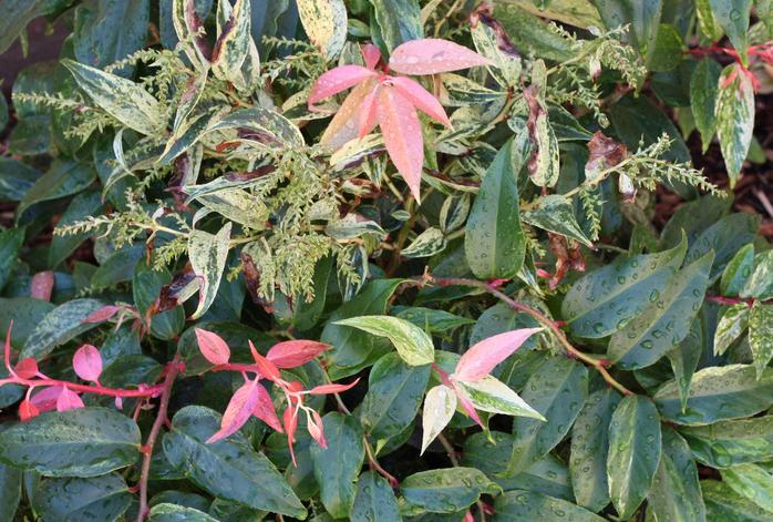 Leucothoe fontanesiana 'Girard's Rainbow' — photo 1