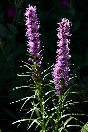 Liatris spicata 'Kobold'