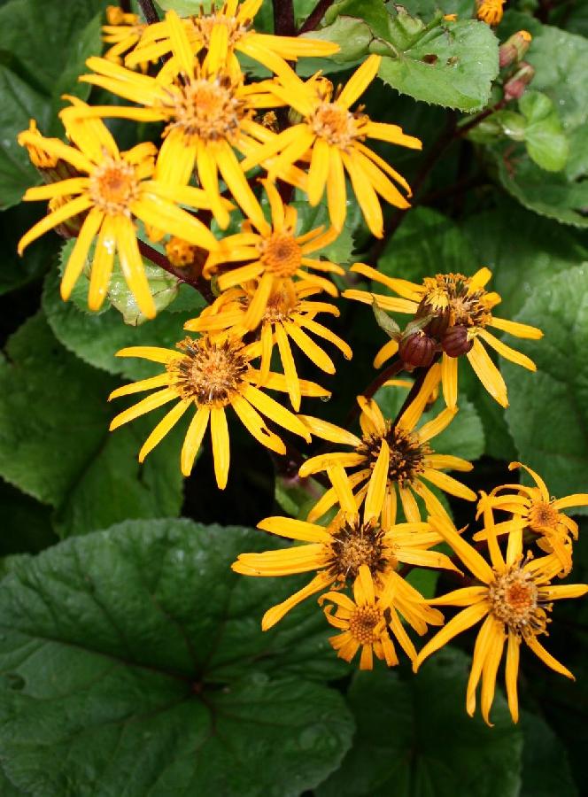 Ligularia dentata 'Othello'