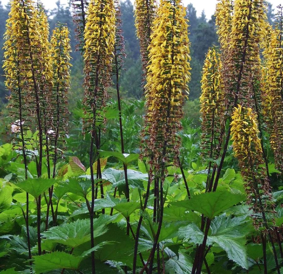 Ligularia stenocephala The Rocket