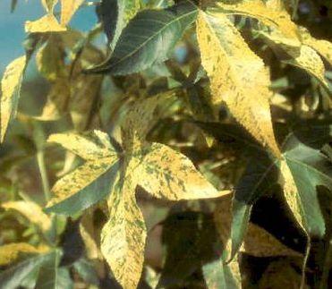 Liquidambar Gold Dust