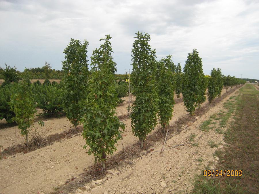 Liquidambar styraciflua Slender Silhouette