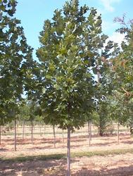 Liriodendron chinensis — photo 1
