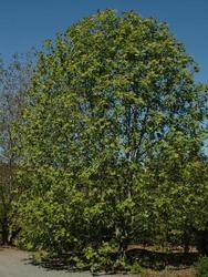Liriodendron chinensis — photo 2