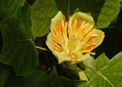 Liriodendron tulipifera Fastigiatum — photo 1