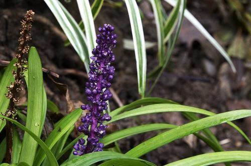 Liriope muscari 'Big Blue'