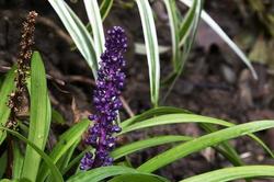 Liriope muscari 'Big Blue' — photo 1