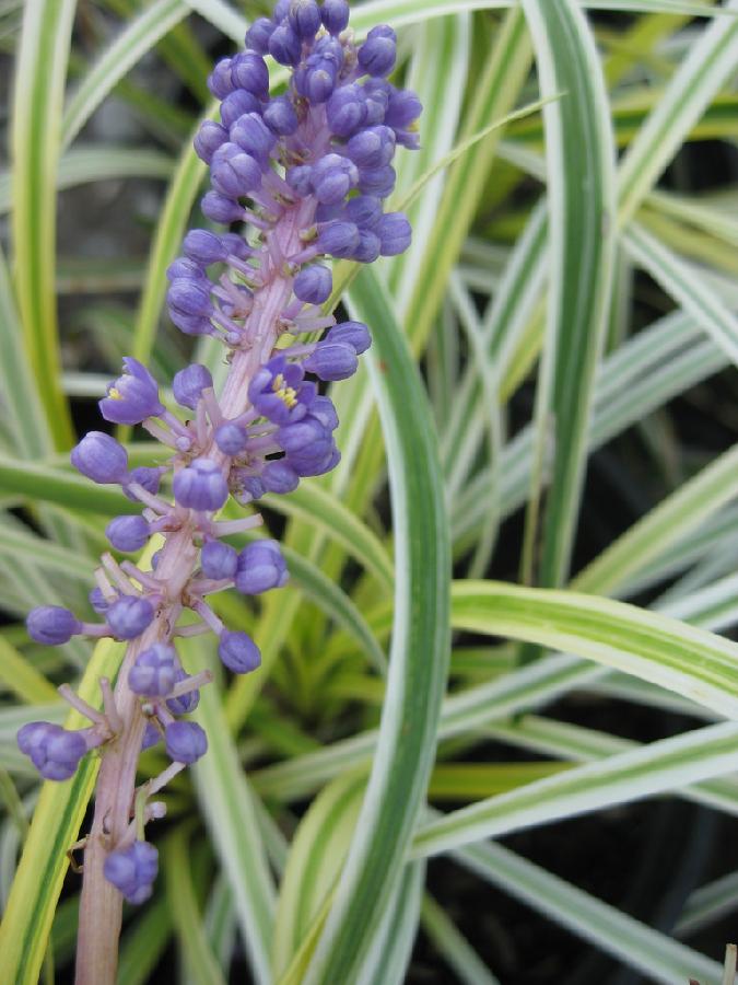 Liriope muscari 'Silvery Sunproof'