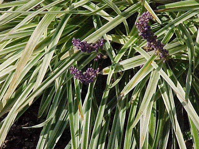 Liriope muscari 'Variegata'