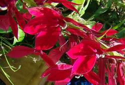 Lobelia x speciosa 'Compliment Deep Red' — photo 1