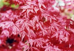 Acer palmatum 'Shin Deshojo' — photo 1