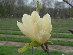 Magnolia denudata — photo 1