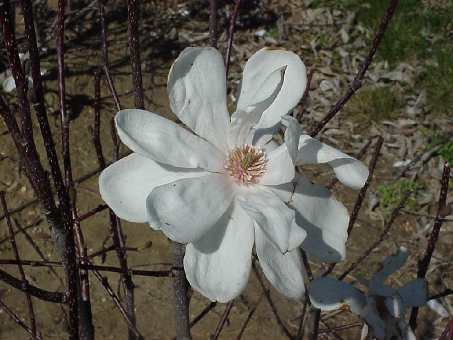 Magnolia Dr Merrell