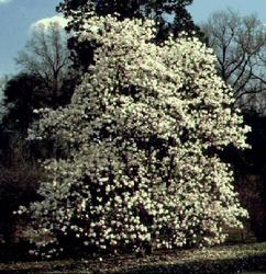 Magnolia Dr Merrell — photo 2