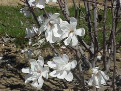 Magnolia Dr Merrell — photo 3