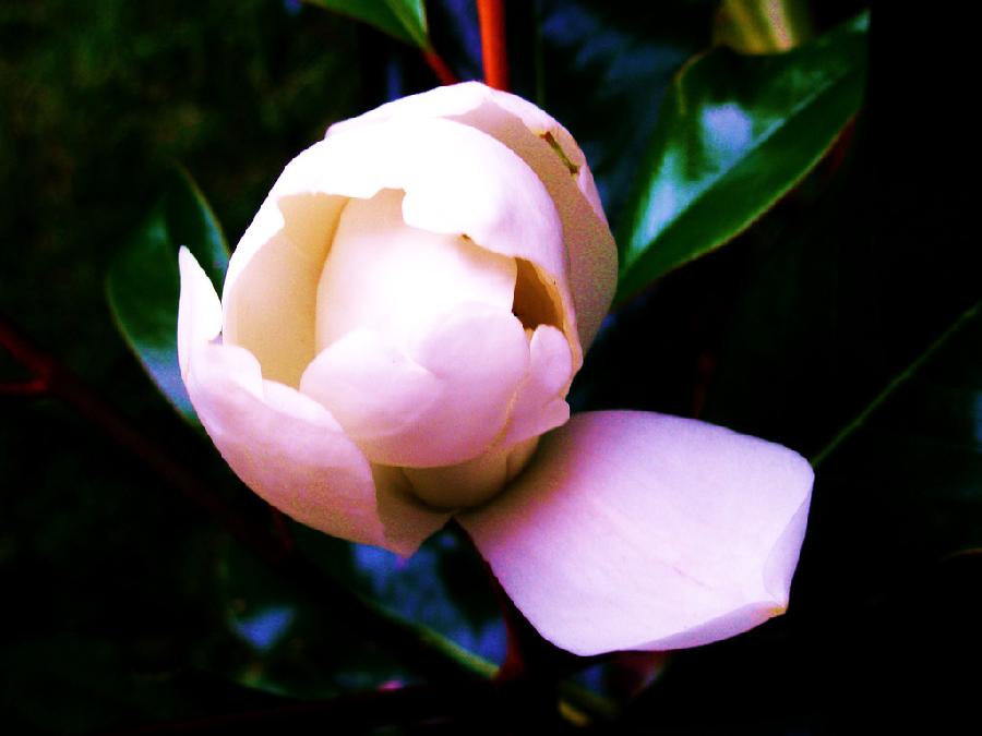 Magnolia grandiflora 'Bracken Brown Beauty'