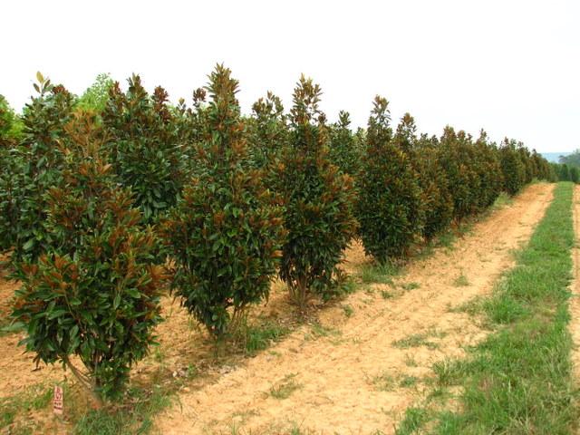 Magnolia grandiflora — photo 1