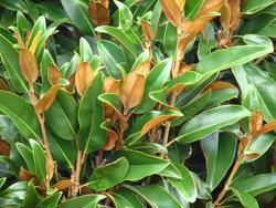 Magnolia grandiflora — photo 2