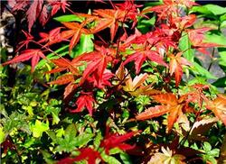 Acer palmatum 'Shin Deshojo' — photo 2