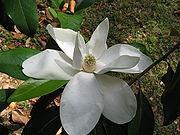 Magnolia grandiflora — photo 3