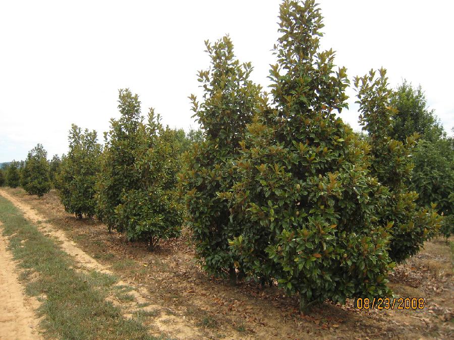 Magnolia grandiflora Claudia Wanamaker — photo 1
