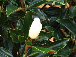 Magnolia grandiflora 'Blanchard' — photo 1