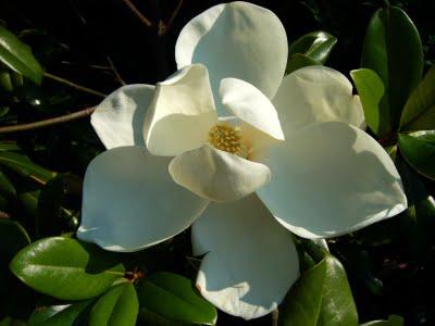 Magnolia grandiflora 'Edith Bogue' — photo 1