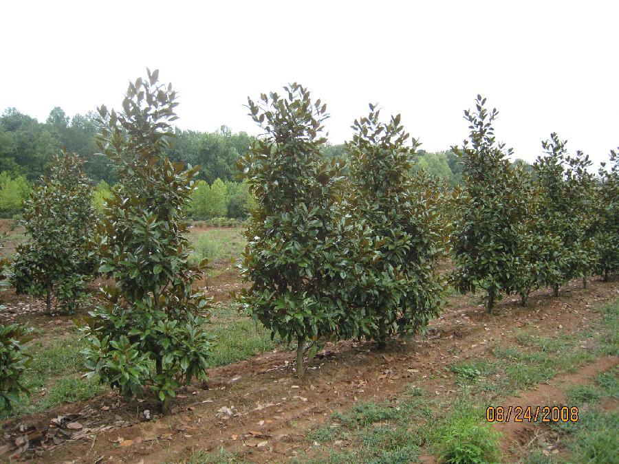Magnolia grandiflora Ferruginea