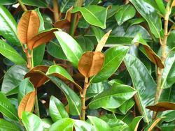 Magnolia grandiflora Ferruginea — photo 2