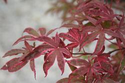Acer palmatum 'Shirazz' — photo 1