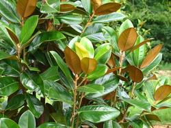 Magnolia grandiflora Green Giant — photo 1
