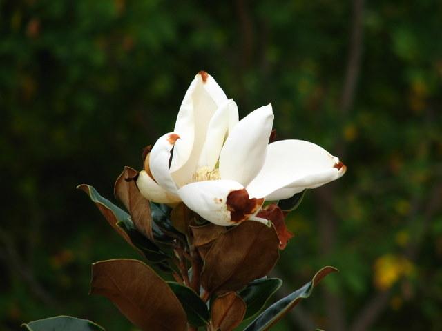 Magnolia grandiflora 'Little Gem' — photo 1