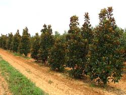 Magnolia grandiflora 'Little Gem' — photo 2
