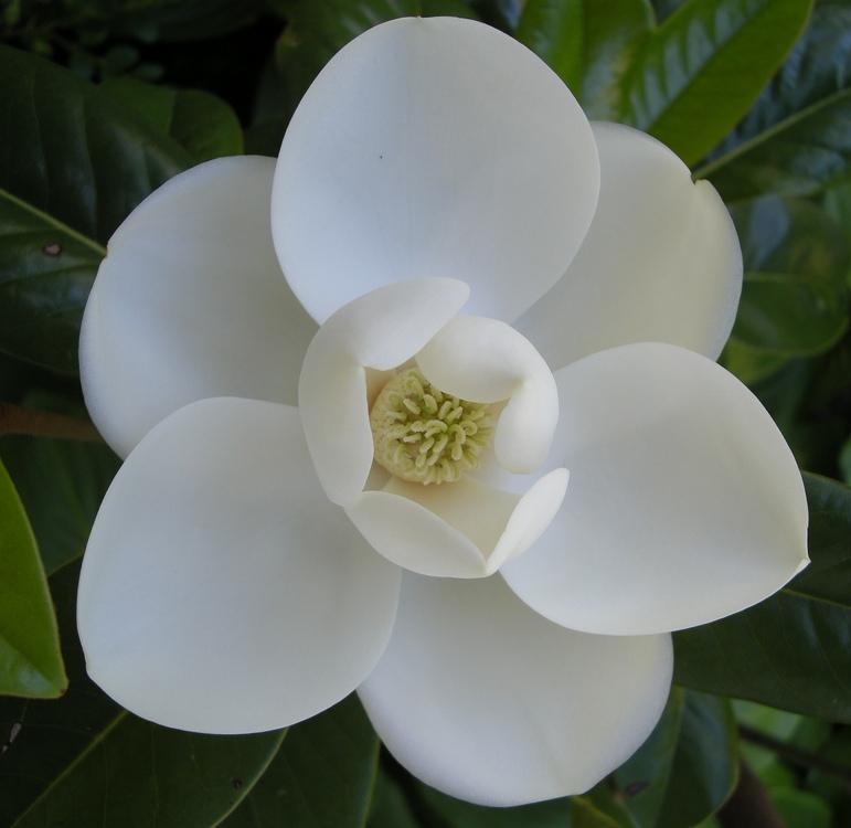 Magnolia grandiflora 'Victoria' — photo 1