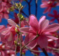 Magnolia 'Galaxy' — photo 1