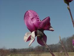 Magnolia 'Galaxy' — photo 2