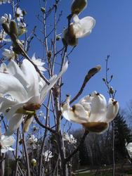 Magnolia loebneri Merrill — photo 1