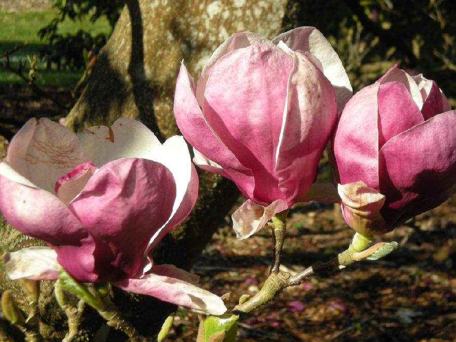 Magnolia x soulangiana 'Rustica Rubra'