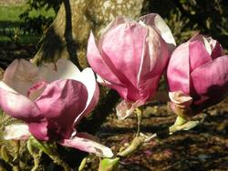 Magnolia x soulangiana 'Rustica Rubra' — photo 1