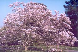 Magnolia x soulangiana 'Rustica Rubra' — photo 2