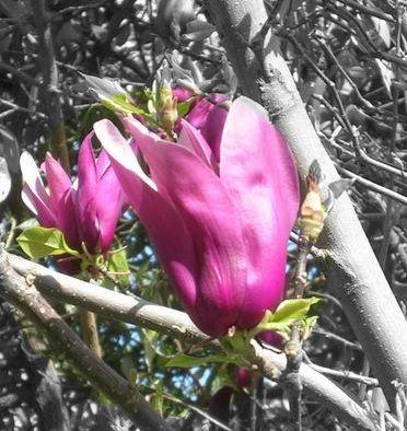 Magnolia Shirazz — photo 1