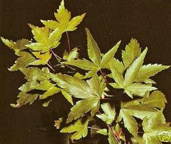 Acer palmatum 'Shojo Nomura' — photo 1