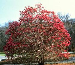 Magnolia 'Susan' — photo 1