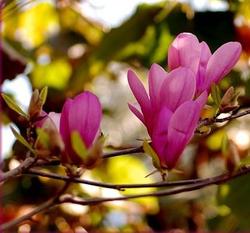 Magnolia 'Susan' — photo 2