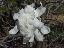 Magnolia stellata 'Waterlily' — photo 1