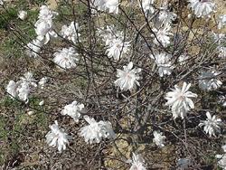 Magnolia stellata 'Waterlily' — photo 2