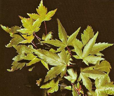 Acer palmatum 'Tama Hime' — photo 1